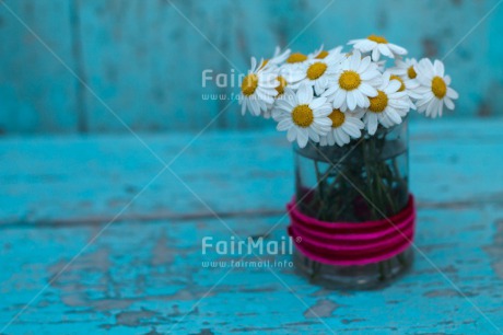 Fair Trade Photo Daisy, Flower