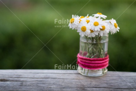 Fair Trade Photo Daisy, Flower