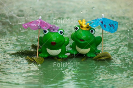 Fair Trade Photo Animals, Frog, Funny, Love, Marriage, Prince, Princess, Rain, Together, Umbrella, Water, Wedding