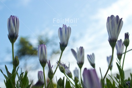 Fair Trade Photo Clouds, Colour image, Condolence-Sympathy, Flower, Horizontal, Peru, Sky, South America