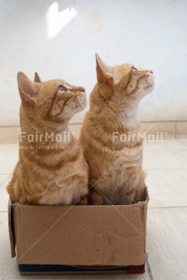 Fair Trade Photo Animals, Cat, Colour image, Cute, Family, Peru, South America, Together, Vertical