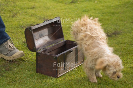 Fair Trade Photo Activity, Animals, Box, Colour image, Dog, Fun, Funny, Grass, Horizontal, Jumping, Outdoor, Peru, Playing, South America, White