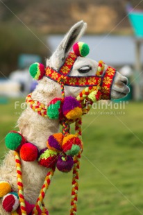 Fair Trade Photo Animals, Colour image, Culture, Llama, Multi-coloured, Outdoor, Peru, Portrait headshot, Rural, South America, Vertical