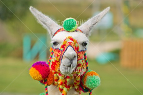 Fair Trade Photo Animals, Colour image, Culture, Horizontal, Llama, Multi-coloured, Outdoor, Peru, Portrait headshot, Rural, South America