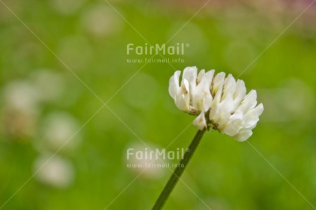 Fair Trade Photo Colour image, Condolence-Sympathy, Fathers day, Flower, Flowers, Green, Horizontal, Mothers day, Nature, Outdoor, Peace, Peru, South America, Valentines day, White