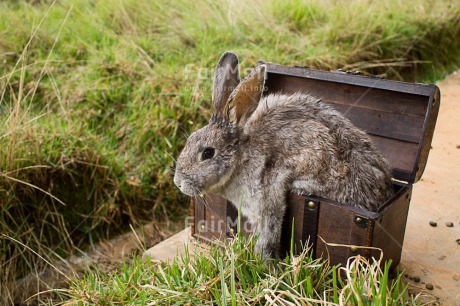 Fair Trade Photo Activity, Animals, Box, Colour image, Easter, Horizontal, Jumping, Outdoor, Peru, Rabbit, Rural, South America