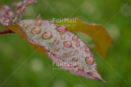 Fair Trade Photo Colour image, Green, Horizontal, Leaf, Nature, Outdoor, Peru, South America, Waterdrop