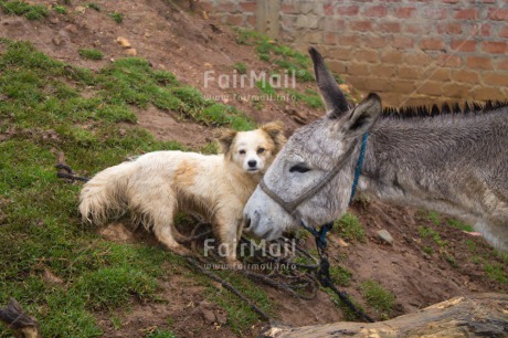 Fair Trade Photo Animals, Colour image, Dog, Donkey, Farm, Friendship, Grass, Horizontal, Outdoor, Peru, Rural, Smiling, South America