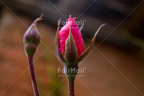 Fair Trade Photo Colour image, Fathers day, Flower, Flowers, Horizontal, Mothers day, Nature, Outdoor, Peru, Pink, Rose, South America