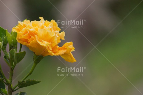 Fair Trade Photo Colour image, Day, Fathers day, Flower, Green, Horizontal, Mothers day, Nature, Outdoor, Peru, South America, Valentines day, Yellow