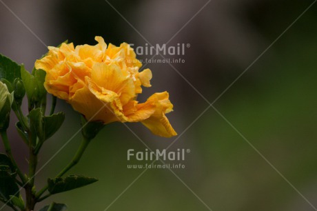 Fair Trade Photo Colour image, Day, Fathers day, Flower, Green, Horizontal, Mothers day, Nature, Outdoor, Peru, South America, Valentines day, Yellow