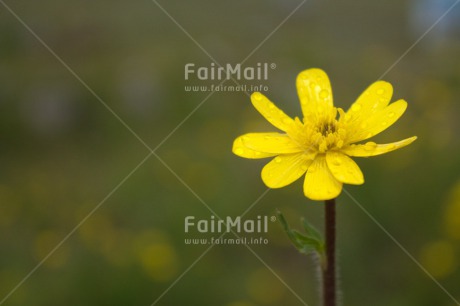 Fair Trade Photo Colour image, Fathers day, Flower, Green, Horizontal, Love, Mothers day, Nature, Outdoor, Peru, South America, Valentines day, Yellow