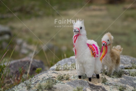 Fair Trade Photo Activity, Animals, Child, Colour image, Grass, Horizontal, Llama, Mother, Mounain, Peru, South America, Two, Walking