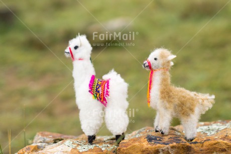 Fair Trade Photo Activity, Animals, Child, Colour image, Grass, Horizontal, Llama, Mother, Mounain, Peru, South America, Two, Walking