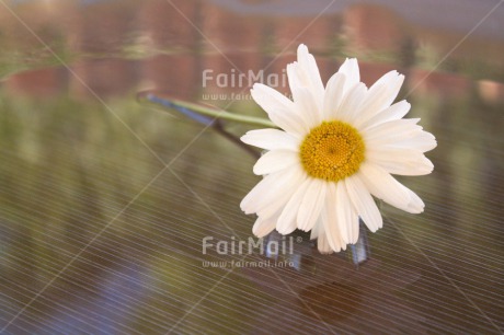 Fair Trade Photo Colour image, Condolence-Sympathy, Daisy, Flower, Horizontal, Peru, Silence, Sorry, South America, Thank you, Water, White