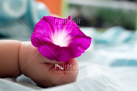 Fair Trade Photo 0-5 years, Activity, Baby, Birth, Caucasian, Colour image, Flower, Hands, Holding, Horizontal, New baby, People, Peru, Purple, Sleeping, South America