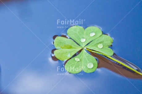 Fair Trade Photo Clover, Colour image, Exams, Good luck, Green, Horizontal, Indoor, New Job, Peru, South America