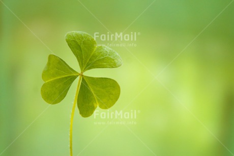 Fair Trade Photo Clover, Colour image, Exams, Good luck, Green, Horizontal, Indoor, New Job, Peru, South America