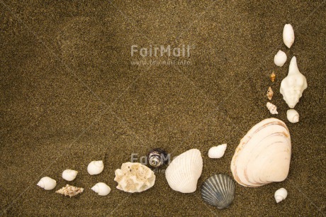 Fair Trade Photo Beach, Colour image, Holiday, Outdoor, Peru, Seasons, Shell, South America, Summer, White