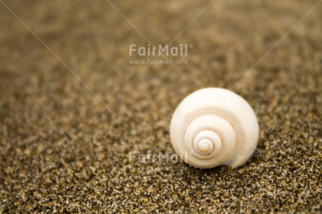 Fair Trade Photo Beach, Colour image, Holiday, Outdoor, Peru, Seasons, Shell, South America, Summer, White