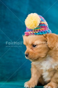 Fair Trade Photo Christmas, Clothing, Cold, Colour image, Hat, Peru, Seasons, South America, Vertical, Winter