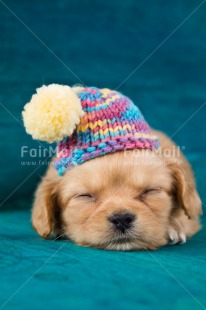 Fair Trade Photo Activity, Animals, Christmas, Clothing, Cold, Colour image, Cute, Dog, Hat, Lying, Peru, Puppy, Seasons, Sleeping, Sorry, South America, Vertical, Winter