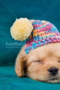 Fair Trade Photo Activity, Animals, Christmas, Clothing, Cold, Colour image, Cute, Dog, Hat, Lying, Peru, Puppy, Seasons, Sleeping, Sorry, South America, Vertical, Winter