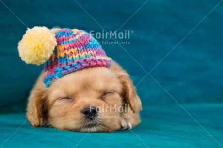 Fair Trade Photo Activity, Animals, Christmas, Clothing, Cold, Colour image, Cute, Dog, Hat, Horizontal, Lying, Peru, Puppy, Seasons, Sleeping, Sorry, South America, Winter