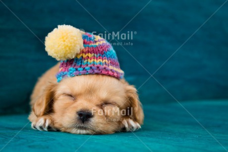 Fair Trade Photo Activity, Animals, Christmas, Clothing, Cold, Colour image, Cute, Dog, Hat, Horizontal, Lying, Peru, Puppy, Seasons, Sleeping, Sorry, South America, Winter