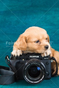 Fair Trade Photo Animals, Camera, Colour image, Cute, Dog, Peru, Photographer, Puppy, South America, Vertical