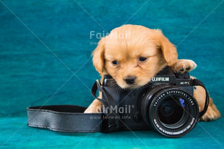 Fair Trade Photo Animals, Camera, Colour image, Cute, Dog, Horizontal, Peru, Photographer, Puppy, South America