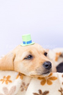 Fair Trade Photo Activity, Animals, Birthday, Celebrating, Clothing, Colour image, Colourful, Cute, Dog, Emotions, Hat, Loneliness, Paper, Peru, Puppy, Sadness, Sorry, South America, Thinking of you, Vertical