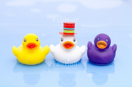 Fair Trade Photo Activity, Animals, Bathing, Birthday, Blue, Celebrating, Colour image, Duck, Holiday, Horizontal, Peru, Seasons, South America, Summer, Toy, Water