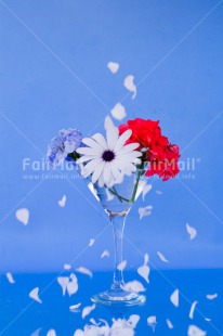Fair Trade Photo Blue, Colour image, Contrast, Fathers day, Flower, Flowers, Glass, Love, Marriage, Mothers day, Peru, Seasons, Sorry, South America, Spring, Summer, Thank you, Valentines day, Vertical, Wedding, White
