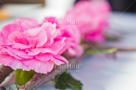 Fair Trade Photo Colour image, Flower, Horizontal, Peru, Pink, South America