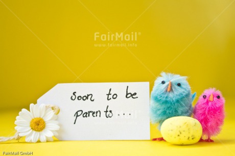 Fair Trade Photo Animals, Birth, Chick, Chicken, Colour image, Daisy, Egg, Flower, Food and alimentation, Horizontal, Letter, New baby, Peru, South America, Text, Yellow