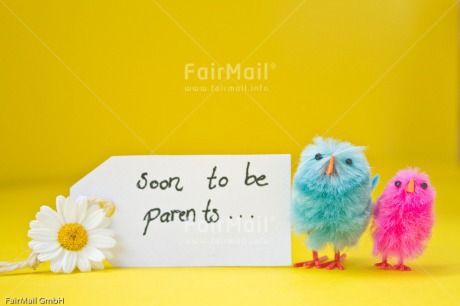 Fair Trade Photo Animals, Birth, Chick, Chicken, Colour image, Daisy, Flower, Horizontal, Letter, New baby, Peru, South America, Text, Yellow