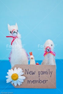 Fair Trade Photo Animals, Birth, Blue, Boy, Colour image, Daisy, Flower, Horizontal, Letter, Llama, New baby, People, Peru, South America, Text