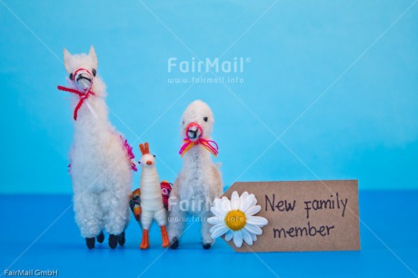 Fair Trade Photo Animals, Birth, Blue, Boy, Colour image, Daisy, Flower, Horizontal, Letter, Llama, New baby, People, Peru, South America, Text