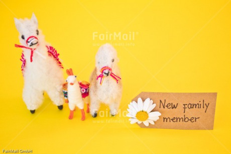 Fair Trade Photo Animals, Birth, Boy, Colour image, Daisy, Flower, Girl, Horizontal, Letter, Llama, New baby, People, Peru, South America, Text, Yellow