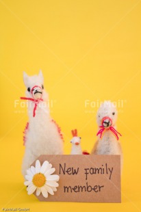 Fair Trade Photo Animals, Birth, Boy, Colour image, Daisy, Flower, Girl, Horizontal, Letter, Llama, New baby, People, Peru, South America, Text, Yellow