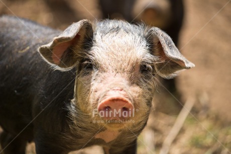 Fair Trade Photo Animals, Chachapoyas, Colour image, Horizontal, Peru, Pig, South America