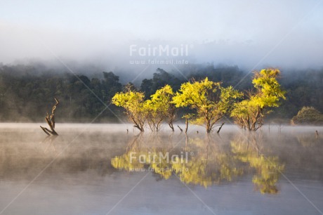 Fair Trade Photo Chachapoyas, Colour image, Fog, Horizontal, Lake, Landscape, Nature, Peru, Reflection, South America, Sunrise, Tree, Water