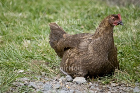 Fair Trade Photo Animals, Chachapoyas, Chicken, Colour image, Friendship, Horizontal, Nature, Peru, South America