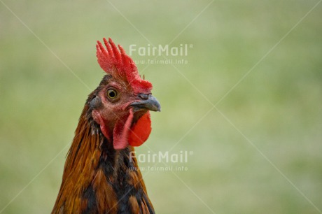 Fair Trade Photo Animals, Chachapoyas, Chicken, Colour image, Friendship, Horizontal, Nature, Peru, South America