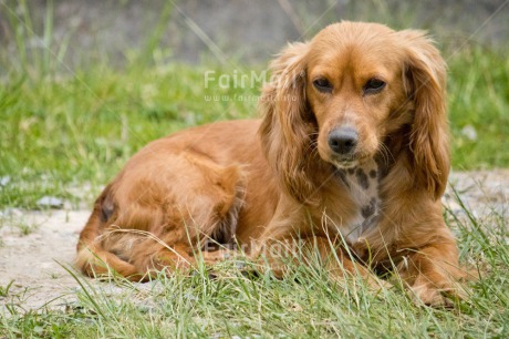 Fair Trade Photo Animals, Chachapoyas, Colour image, Dog, Friendship, Horizontal, Nature, Peru, South America