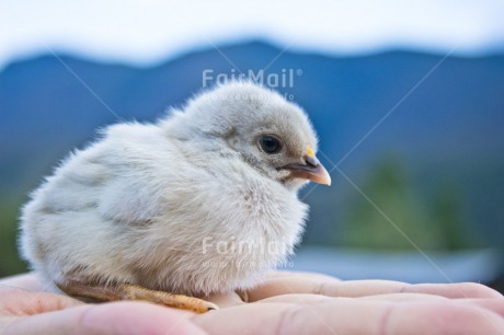 Fair Trade Photo Animals, Birth, Chachapoyas, Chick, Colour image, Friendship, Horizontal, Nature, New baby, Peru, South America