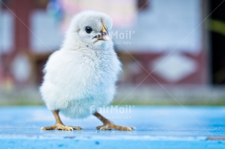 Fair Trade Photo Animals, Birth, Chachapoyas, Chick, Colour image, Friendship, Horizontal, Nature, New baby, Peru, South America