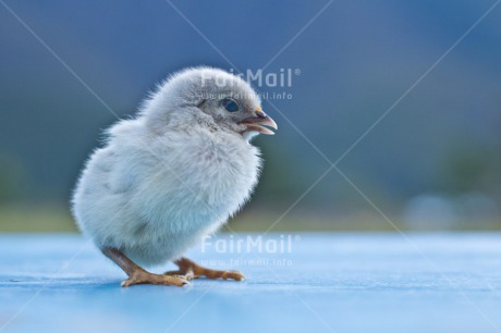 Fair Trade Photo Animals, Birth, Chachapoyas, Chick, Colour image, Friendship, Horizontal, Nature, New baby, Peru, South America