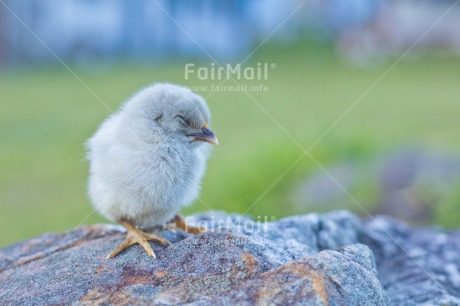 Fair Trade Photo Animals, Birth, Chachapoyas, Chick, Colour image, Friendship, Horizontal, Nature, New baby, Peru, South America